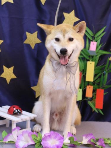 20230716麦丸くん